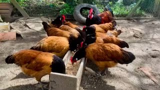 Vorwerk chicken breed  vorwerk chickens  beautiful chicken  vorwerk farming [upl. by Skantze]