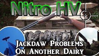 Nitro HV Jackdaw Problems On Another Dairy [upl. by Cormack]