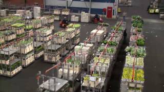 Flora Holland Flower Auction [upl. by Yate]