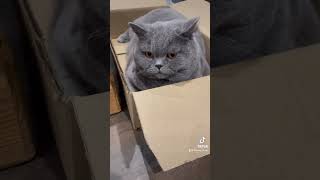 Chubby British Shorthair in a Box cat cats catlover catvideos catshorts [upl. by Ahgiela]