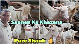 Biggest Saanen Goats Collection In Mumbra  SM Goat Farm Khardi Gaon [upl. by Llireva128]