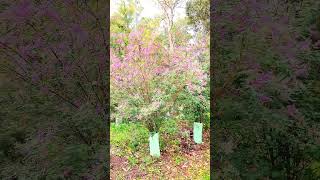 Lespedeza bicolor shortsvedio flowers nature australia [upl. by Htenek200]