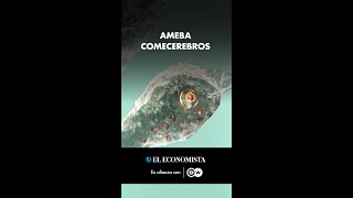 Ameba comecerebros [upl. by Askari]