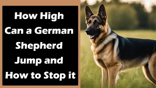 How High Can a German Shepherd Jump and How to Stop it Learn the Amazing Facts [upl. by Middle]