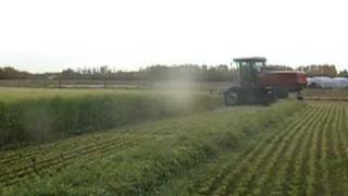 Cutting amp Merging Cereal Silage [upl. by Melvyn]