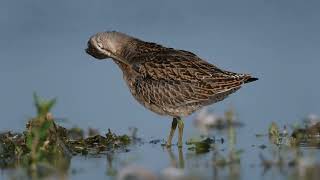 Shortbilled Dowitcher 081723 Ohio Ottawa County Baypoint Sandbar [upl. by Lessur]