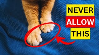 13 Indoor Cat MISTAKES Youre Making You Should STOP [upl. by Geminius120]