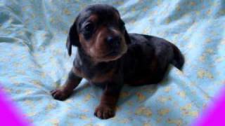 cute little barking mini dachshund puppy [upl. by Azriel]