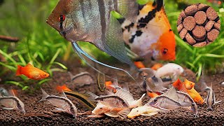 Feeding Time in the Tropical Tank Corydoras amp Friends  Ep1 [upl. by Enelak743]