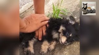 Helping a stray puppy that collapsed by the roadside from hunger and thirst [upl. by Anatnom164]