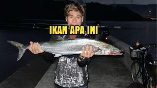 IKAN BERKEPALA TENGGIRIMANCING TENGGIRI DI BELAKANG SEBUNG [upl. by Teuton]