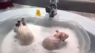 Cant believe it Rats taking bath like humans must watch funny video of rats taking bath shower [upl. by Marigold]