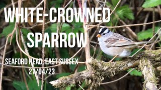 Whitecrowned Sparrow Seaford Head East Sussex 270423 [upl. by Hnah]