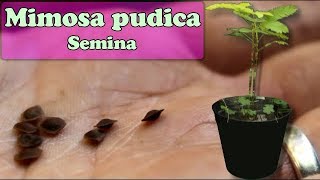 Come SEMINARE la MIMOSA PUDICA  La Pianta Sensitiva [upl. by Hutchins]