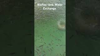 BIOFLOC TANK Water Exchange gifttilapia tilapiafish freshwaterfish familytime funnyvideo [upl. by Nylarej329]