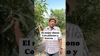 El mejor abono para tus plantas con solo huevo y cáscaras de plátano cultivos abonos [upl. by Annig237]