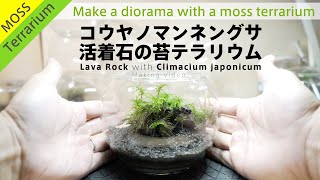 コウヤノマンネングサの着生石で苔テラリウム作品をたくさん作る（10個）メイキング [upl. by Gilges]