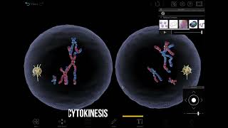 Visible Biology  Visualizing Meiosis in 3D [upl. by Allicerp852]