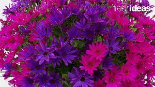 Fresh New Senetti Varieties and Combos [upl. by Cassondra]