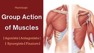 Group action of muscles  Agonists  Antagonists  Synergists  Fixators [upl. by Kerman629]