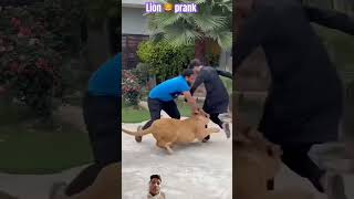 lion attack on man dog tigerlion doglover lionlover funny lionslover pets lionfight lion [upl. by Lupee]