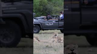 Can you recall your first lion sighting⁠ [upl. by Torres]