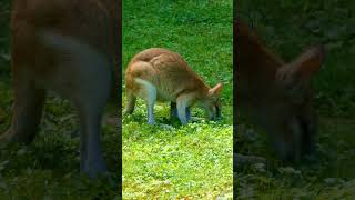 Agile Wallaby [upl. by Ilatfen]