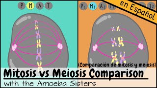 Comparación de mitosis y meiosis [upl. by Atena]