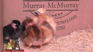 Turken  Murray McMurray Hatchery [upl. by Renferd449]