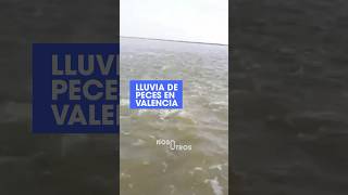 Llovieron peces en Valencia España 😮 [upl. by Richmond]