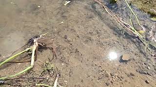 100 Rasbora Daniconious and Two Spoted Barb Fish in Tapi River [upl. by Retla]