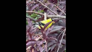 Black Capped Chickadee and Goldfinch [upl. by Yarrum]