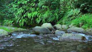 Soothing River Sound Calming Water Flow for Relaxation and Sleep  Nature Forest River Sound [upl. by Eat648]