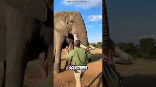 Este elefante le quitó el sombrero a su entrenador pero ¿realmente se lo comió😱 shortvideo shorts [upl. by Gahl574]