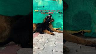 😡Street dog vs German Shepherd😡dog dogowner fun love viralreels viralshorts comedy funny [upl. by Otanutrof]