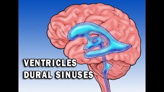 Circulation in Ventricles and Dural Sinuses [upl. by Urania292]