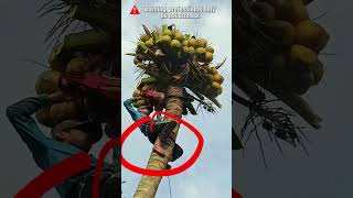 Cutting a Coconut Tree without Safety Equipment treefelling chainsawman arborist logging [upl. by Arod]