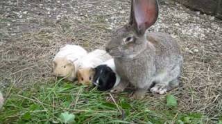 Kaninchen Hasen Meerschweinchen Riesenschecken Deutsche Riesen am Ferienhof Sturmgut [upl. by Meldoh]