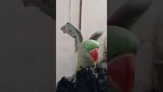 Sweetu 🦜Playing parrot amazonparrot birds trending trendingshorts new [upl. by Hamirak]