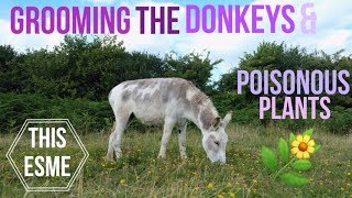 Vlog  Grooming the Donkeys amp Poisonous Plants  This Esme [upl. by Ayatnwahs]