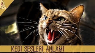 Kedilerin Sesleri Ne Anlama Geliyor  GERÇEK KEDİ SESİ  Cat Meow Sound KediSesi Kedi Kediler [upl. by Clothilde883]