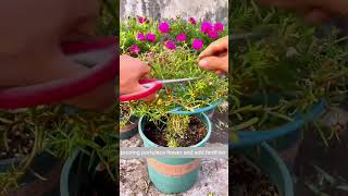 Pruning portulaca flower shorts gardenflower portulaca farming [upl. by Clougher760]