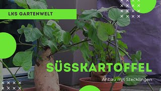 Süßkartoffel anbauen mit Stecklingen  Wurzeln lassen  vermehren  Gartenarbeit [upl. by Lindsley]