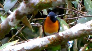 Flycatcher Mugimaki  Ficedula mugimaki [upl. by Lrigybab381]