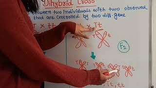 Lecture 4  Dihybrid cross  Inheritance of two genes [upl. by Naget]