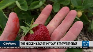 Debunking the social media strawberry bug myths [upl. by Averir]