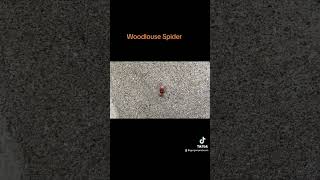 Woodlouse Spider [upl. by Ahras956]