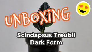 Unboxing Scindapsus Treubii Dark Form  MattHera [upl. by Yclehc]