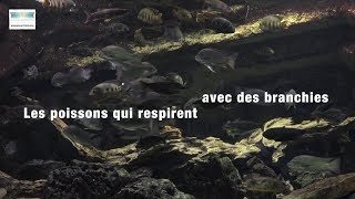 Les poissons qui respirent avec des branchies [upl. by Alyacim]