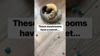 What Happens When Mushrooms Fall asmr satisfying animals [upl. by Hirasuna107]